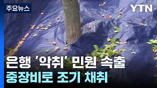 은행 열매 '악취'에 민원 속출...조기 채취 한창 / YTN