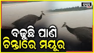 ଫୁଲୁଛି ବୈତରଣୀ ନଦୀ, ଚିନ୍ତାରେ ଏପଟ ସେପଟ ହେଉଛି ମୟୁର...