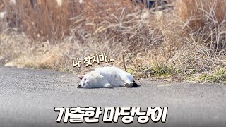 자꾸 흙바닥에서 뒹구는 고양이... 도대체 왜 이러는 걸까요?