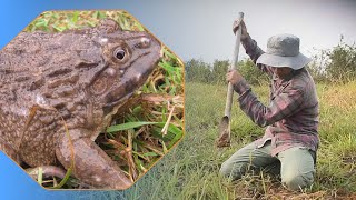 The Chinese Hole Frog