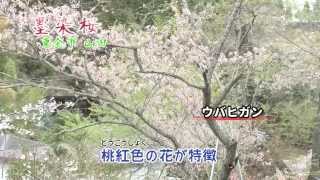 【東金の風景 4月】墨染桜／東金市 山田