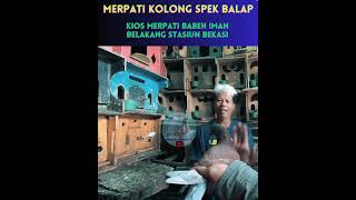 Test terbang Merpati Loss Dorr Spek balap  #merpati #shorts #short #shortvideo