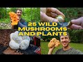 25 Edible and Medicinal Mushrooms and Plants. Foraging Tik Tok Compilation. Summer to Autumn