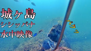 城ケ島　シシッパナの水中映像