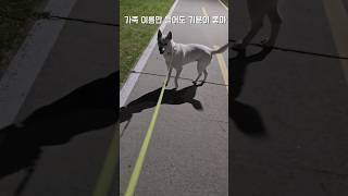 엄마아빠 이름만 들어도 좋아 / 진돗개 진주, 밀크 #강아지 #백구 #반려견 #dog #대형견