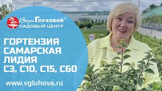 Гортензия Самарская Лидия®