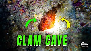 Electric Clam Filmed Near Underwater Cave