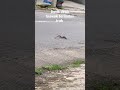 detik detik biawak terlindas truk di jalan