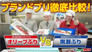 新鮮市場きむらの食べもの探訪『オリーブぶりVS黒瀬ぶり　徹底比較します！』#新鮮市場きむら  #オリーブぶり　#黒瀬ぶり