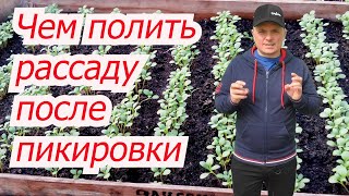 Полейте этим эликсиром свою рассаду и сами всё поймёте! Удачи!