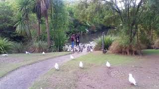 20170709 153640 duck feeding, Dunedin, New Zealand. No 1 但尼丁 南島 紐西蘭