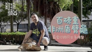 新界寵物明星大圍16歲現代恐龍盾臂龜店長 動物蘋台果籽 香港 Apple Daily