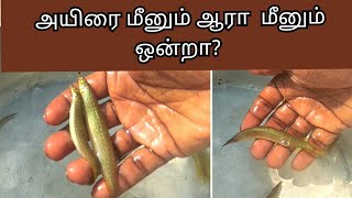 அயிரை மீனும் ஆரா மீனும் ஒன்றா? ayira meen aara meen