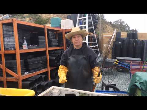 Nursery Container Cleaning for Reuse Nursery Container Cleaning for Reuse