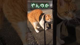 犬より人間が怖い猫 #元野良猫チャチャ #ねこ #猫武将 #ネコ #cat #猫侍 #ねこさんぽ