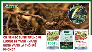 CÓ NÊN BỔ SUNG TRUNG VI LƯỢNG ĐỂ TĂNG KHÁNG BỆNH VÀNG LÁ THỐI RỄ KHÔNG