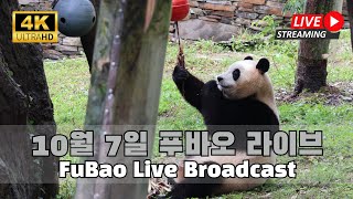 오늘 하루 재미있게 보낸 푸바오의 하루 일과를 4K 화질로 편집없이 보여드립니다.(Fubao 4K Live Streaming)