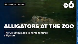 Columbus Zoo plays host to three alligators