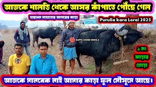 ১৭ ই মাঘ  শালডি থেকে আসর কাঁপাতে পৌঁছে গেল ১ নং কাড়ার জোড়া♨️কাড়া ফুল মৌসুমে আছে।