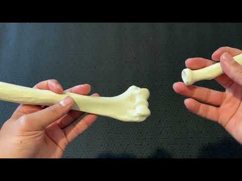 Does the radius articulate with the humerus?