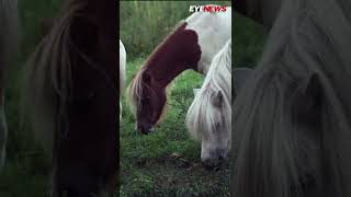 horse shorts videos #vairal #horse #shorts