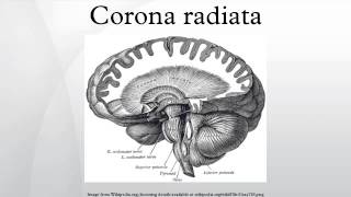 Corona radiata