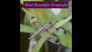 Most Beautiful Dragonfly Part 3 | Skyhunter | Sri Lankan Dragonfly | බත්කූරා | #Thewildmonk