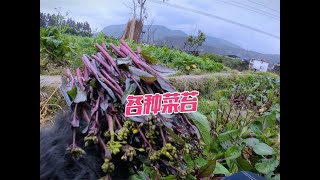 湘西断崖式降温，菜苔配火锅超满足，在淅沥的雨中摘菜！别有滋味