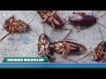 how to kill and get rid of cockroaches oneindia malayalam