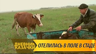 ОТЕЛИЛАСЬ В ПОЛЕ В СТАДЕ в ДОЖДЬ