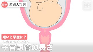 短いと早産に？　子宮頸管（しきゅうけいかん）の長さ