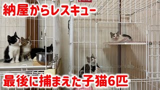 後半、格闘して捕まえた6匹の子猫達も預かり宅から病院へ