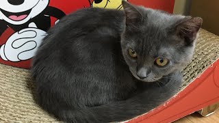 ピアノオリジナル曲　黒猫とミステリー