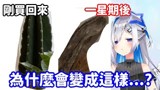 【Hololive中翻精華】太厲害了吧(?) PPT用一個星期就把仙人掌種到掛了??【天音彼方】