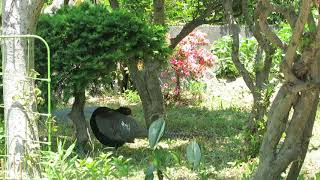 庭にキジがいました（6月3日）