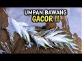 AIR LAGI BENING, UMPAN BAWANG GACOR‼️ mancing wader kepek air jernih