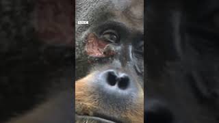野生猩猩被發現「自製草藥」療癒傷口－ BBC News 中文
