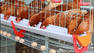 Hi-Tec cage \u0026 BV380 ഒർജിനൽ കോഴികളും  Book 8289812614 #BV380 #chickenfarm #venkateshwara #poultrycage