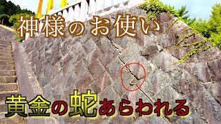 【丹生川上神社参拝】神の使い・黄金に輝く「蛇」あらわれる※見ると幸運を呼び込む！龍神を祀る神社⛩Niukawakami Shrine