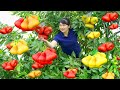 How to Harvest Wax Apple  Garden, goes to the market sell - Harvest and Cooking |Tieu Vy Daily Life