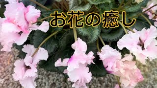 格安で購入したお花💐花瓶に飾りつけ💐