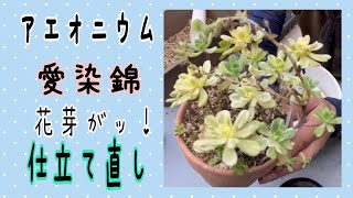 【多肉植物】アエオニウムの愛染錦　仕立て直し♪