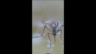 Surface tension-Mosquitoes have super power #shorts