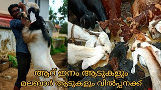 മീഡിയം ബഡ്ജറ്റിൽ ആടുകളെ വാങ്ങാൻ ഒരിടം||Goat Farming Kerala||🐏🐑