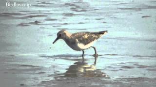 野鳥撮影・ オジロトウネン　Temminick's Stint 2/2