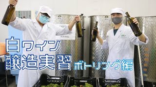 白ワイン醸造実習【ボトリング編】