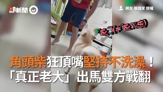 角頭柴狂頂嘴堅持不洗澡！　「真正老大」出馬雙方戰翻｜寵物動物｜柴犬｜吵架｜精選影片