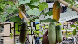 বারান্দায় শসা চাষের পদ্ধতি  ll How to grow Cucumber at belkony.