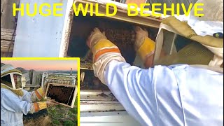 MASSIVE Wild Beehive Transfer to Box Hive (Relocate for Honey)