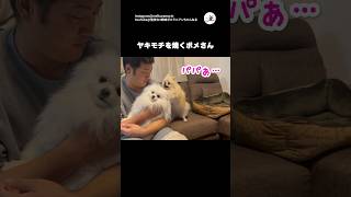 わたし以外のポメに…！｜PECO #ポメラニアン #犬 #愛犬家 #ポメラニアン大好き  #pomeranian #dog #dogs #doglover #pomeranianlover